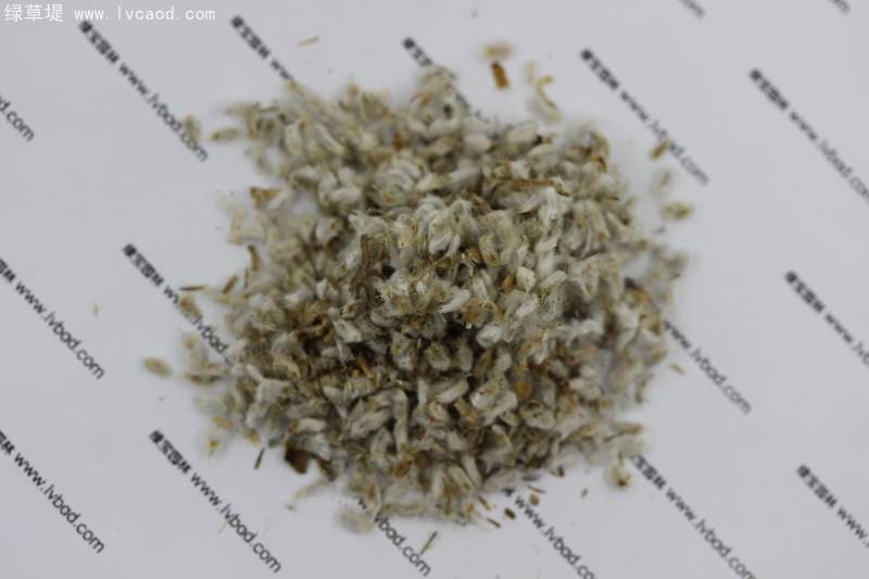 永生菊種子 永生菊種子