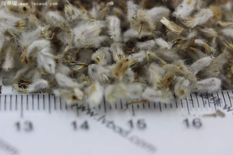 永生菊種子 永生菊種子