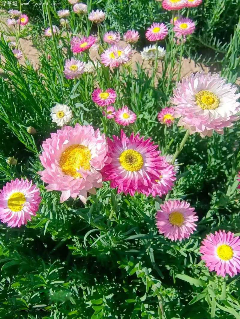 永生菊種子 永生菊種子