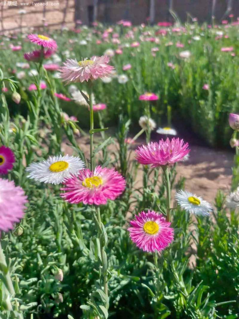 永生菊種子 永生菊種子