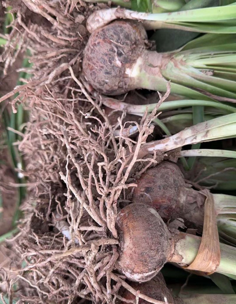 朱頂紅種球種根花苗