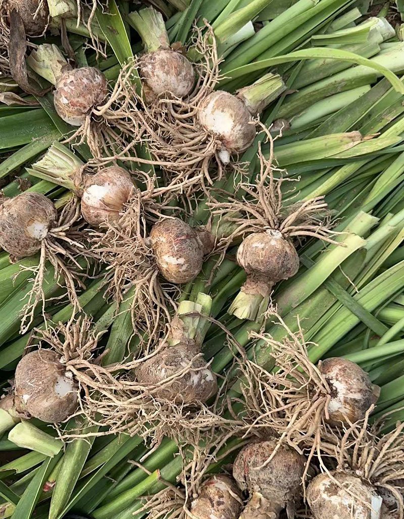 朱頂紅種球種根花苗