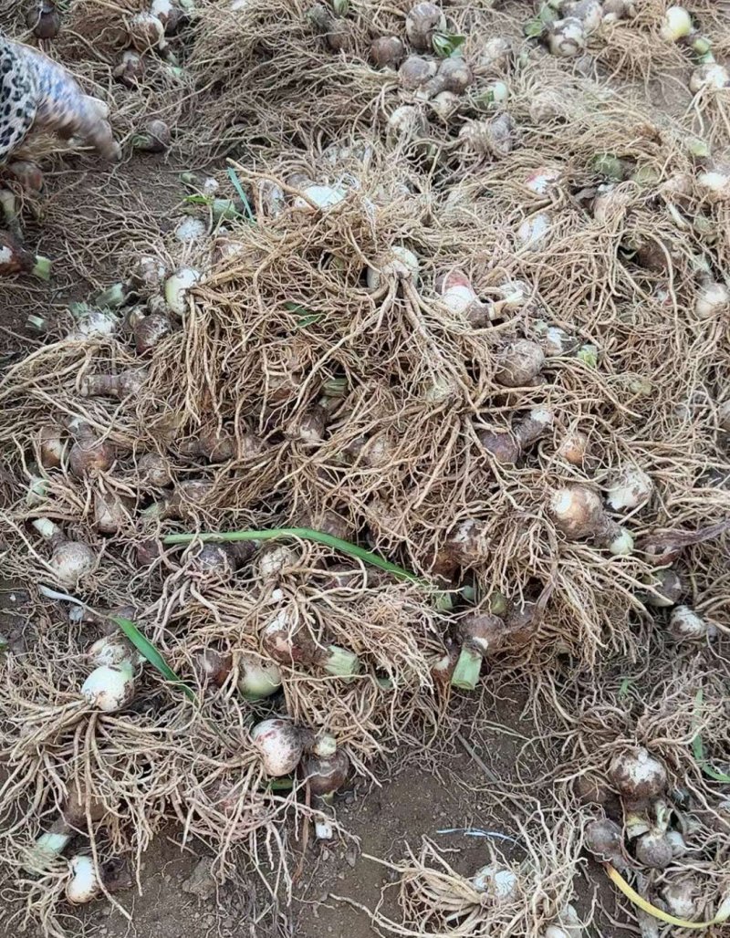 朱頂紅種球種根花苗