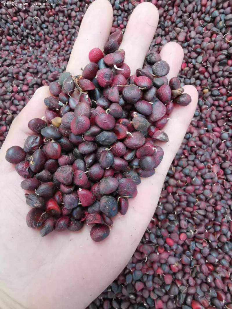 玉蘭種子 玉蘭種子