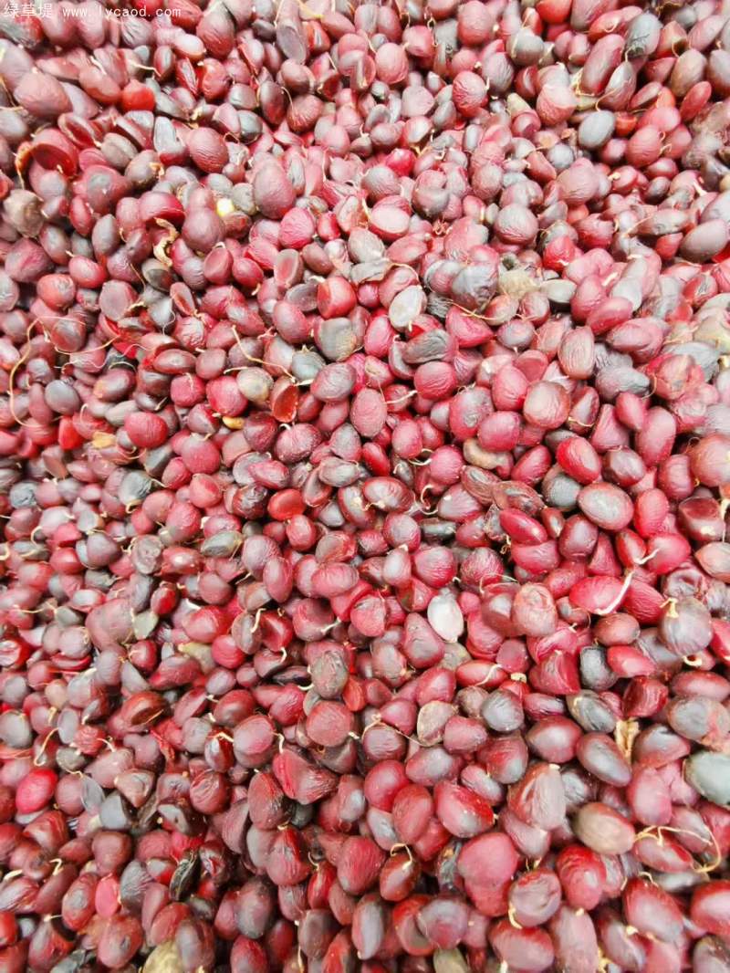 玉蘭種子 玉蘭種子