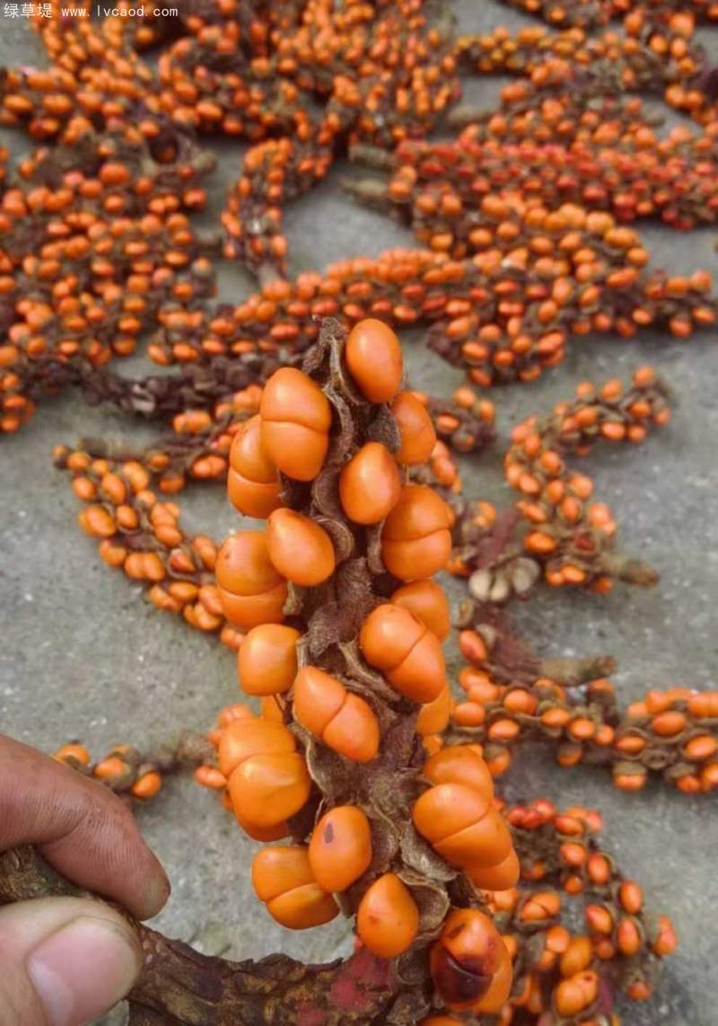 玉蘭種子 玉蘭種子