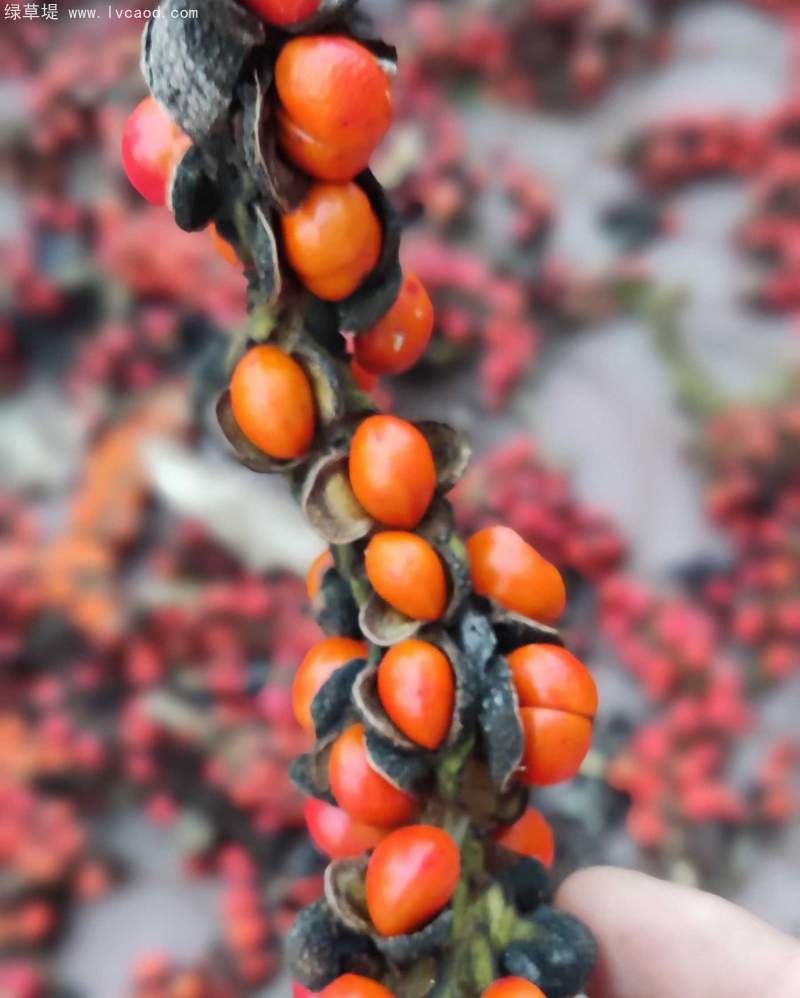 玉蘭種子 玉蘭種子