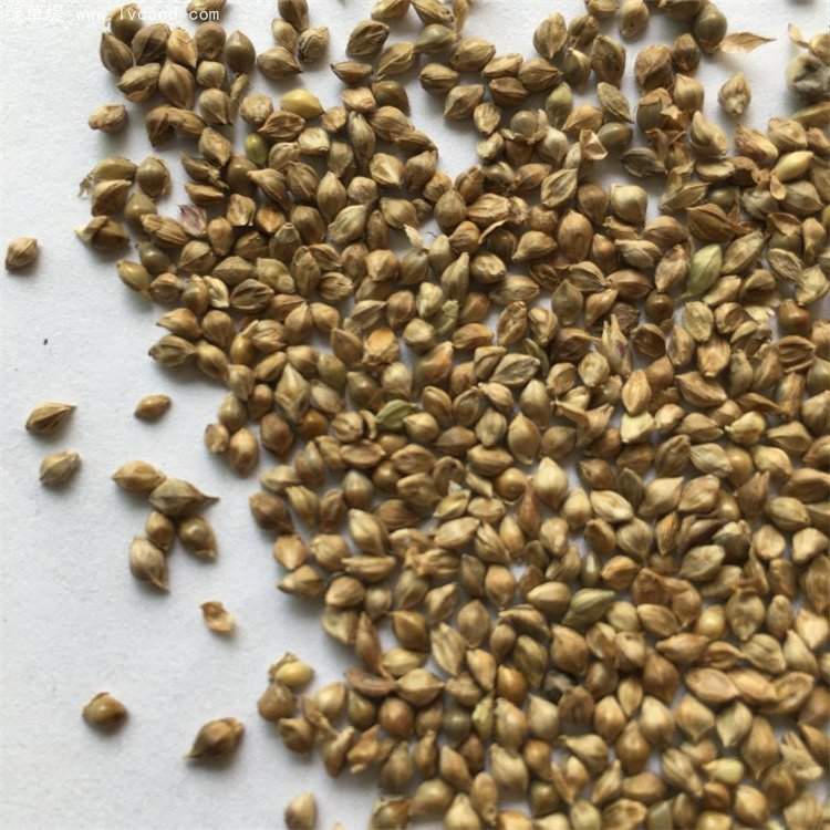 小米草種子 小米草種子