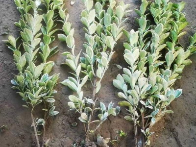 銀邊黃楊金邊黃楊