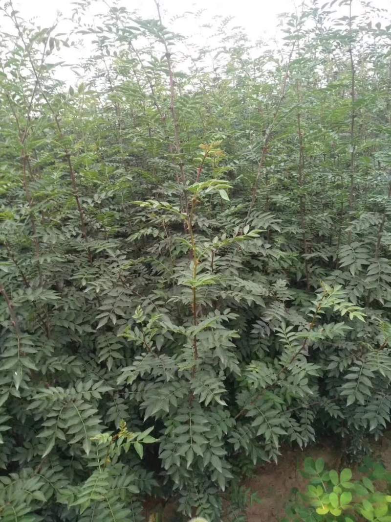 花椒樹苗小苗花椒苗