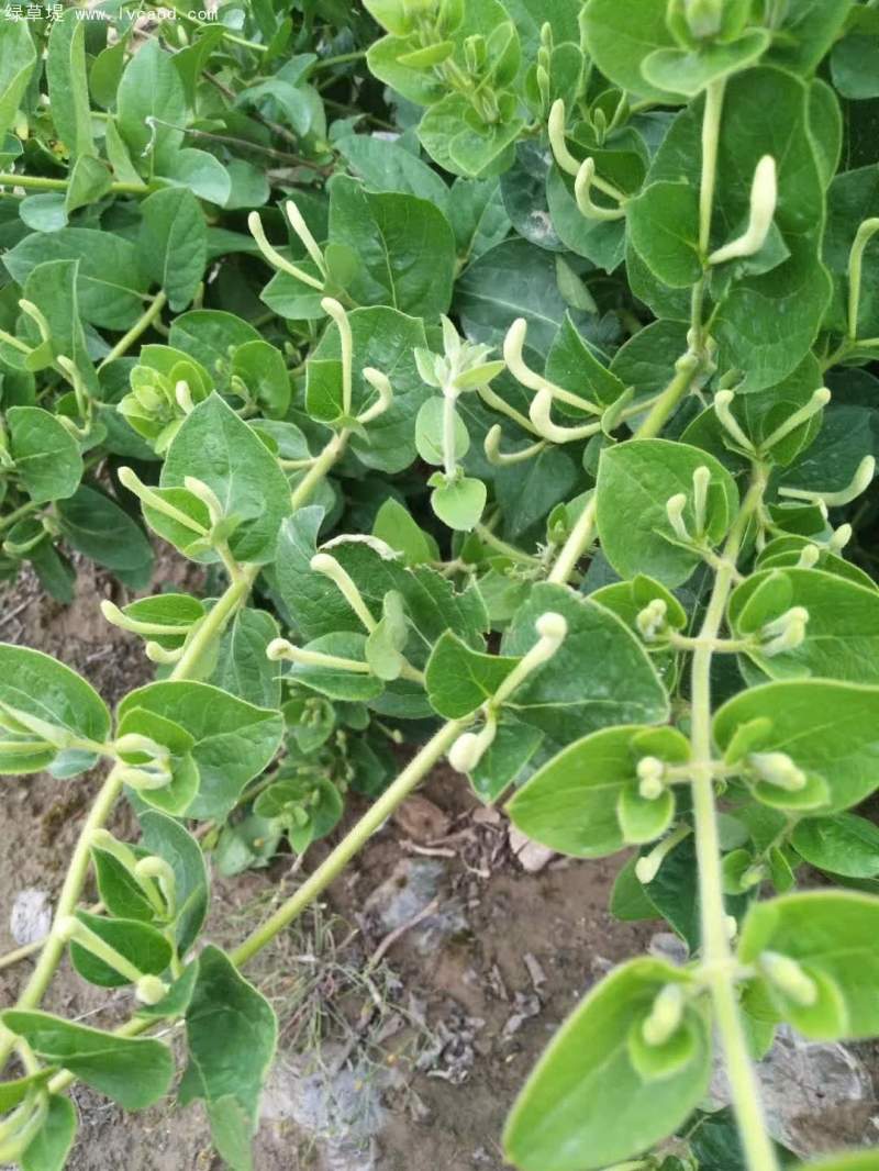 金銀花葉子和花苞