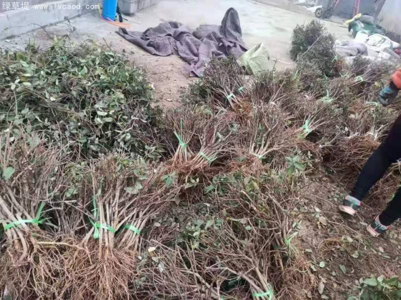 金銀花苗小苗樹苗