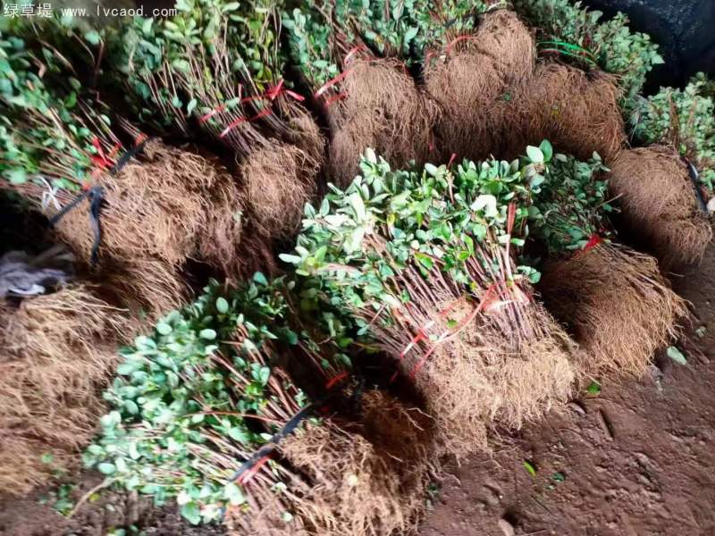 金銀花苗小苗樹苗