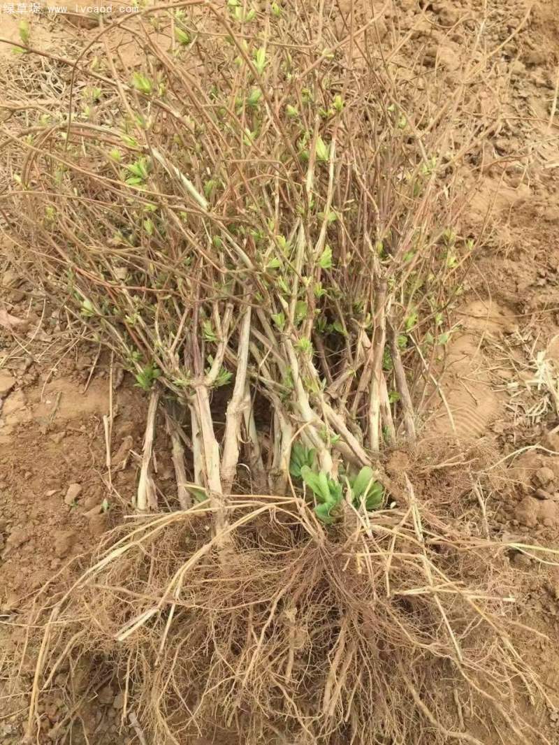 金銀花苗小苗樹苗