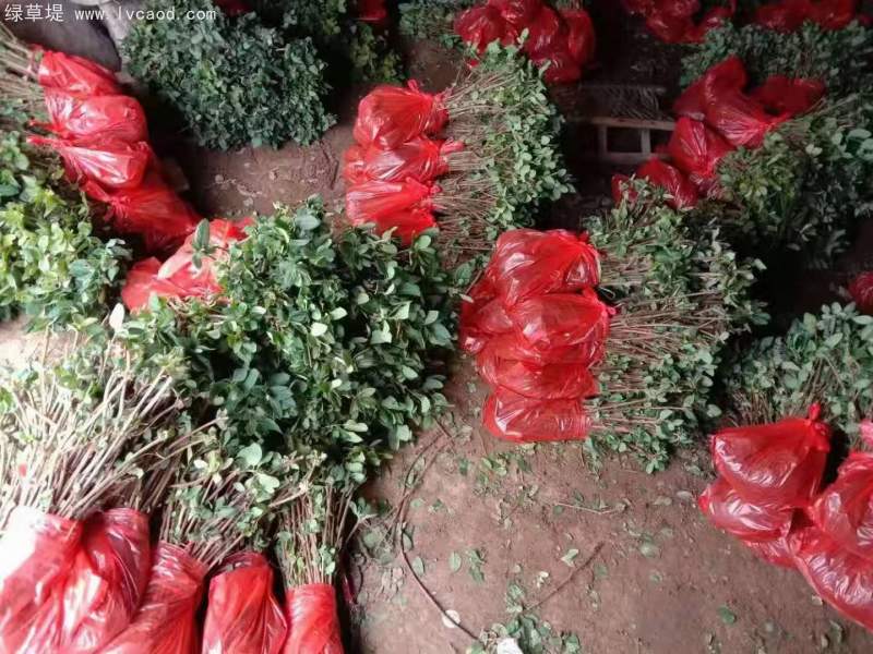 金銀花苗小苗樹苗