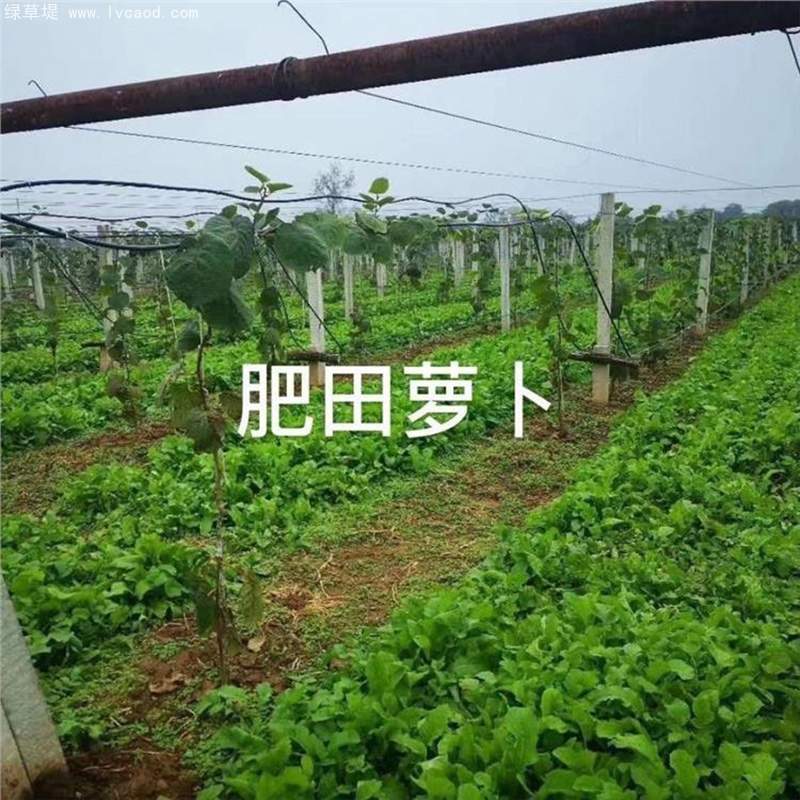 肥田蘿卜在果園中的應(yīng)用 肥田蘿卜在果園中的應(yīng)用