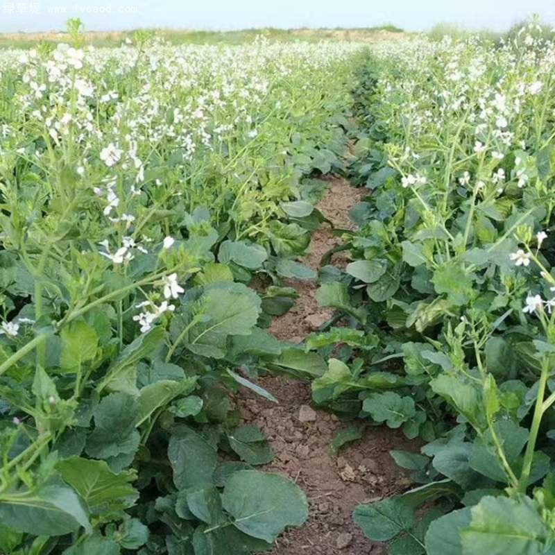 肥田蘿卜育種基地 肥田蘿卜育種基地