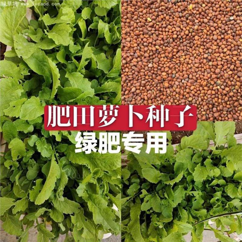 肥田蘿卜種子綠肥植物 肥田蘿卜種子綠肥植物