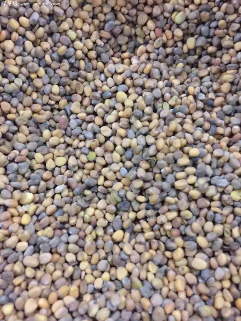 肥田蘿卜種子綠肥植物 肥田蘿卜種子綠肥植物