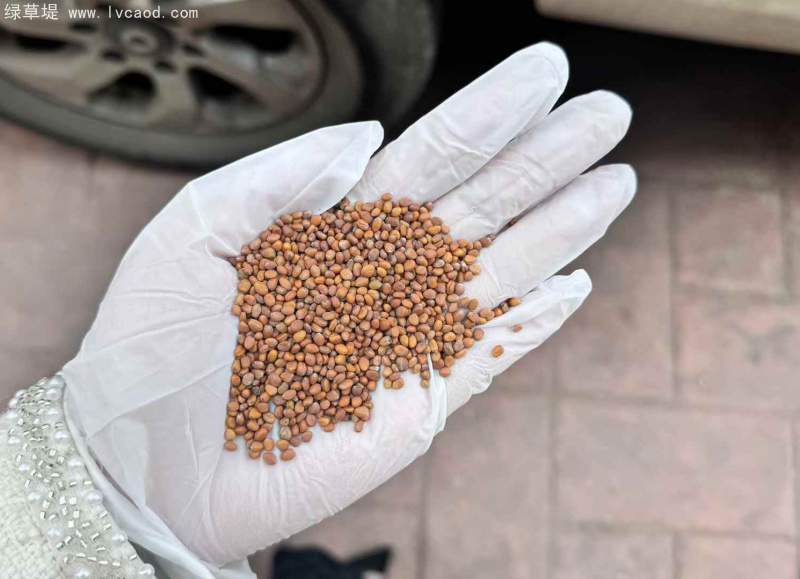 肥田蘿卜種子綠肥植物 肥田蘿卜種子綠肥植物