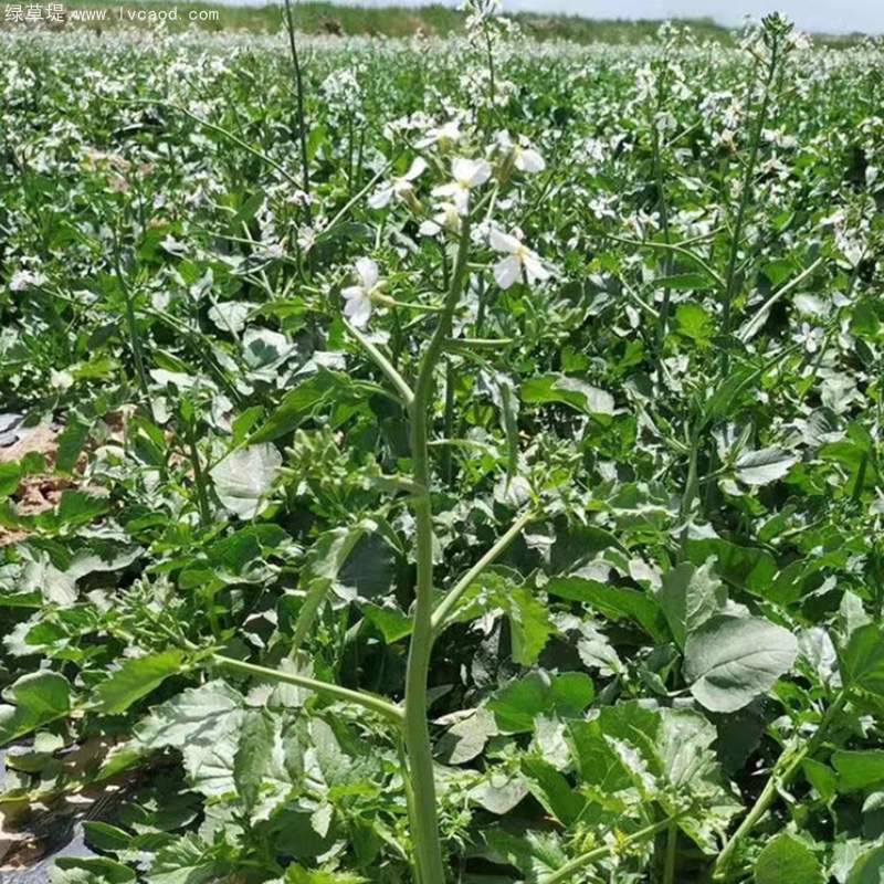 肥田蘿卜育種基地 肥田蘿卜育種基地