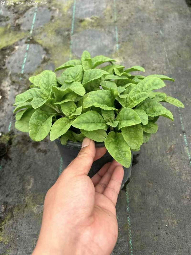 1加侖婆婆納盆栽杯苗花鏡 1加侖婆婆納盆栽杯苗花鏡