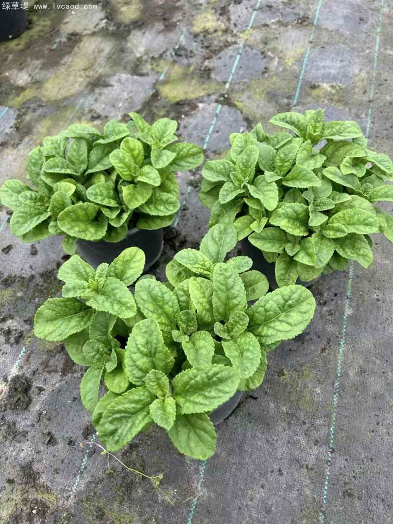 1加侖婆婆納盆栽杯苗花鏡 1加侖婆婆納盆栽杯苗花鏡