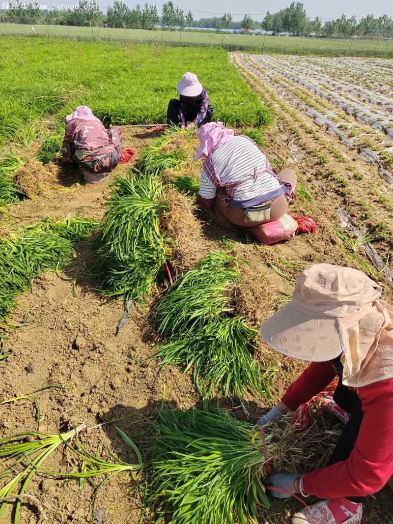 萱草地苗大田苗