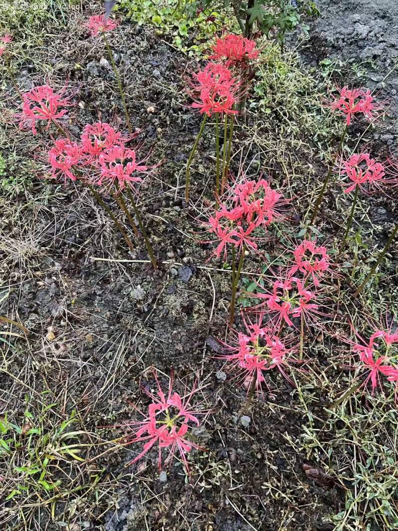 石蒜開(kāi)花 石蒜開(kāi)花