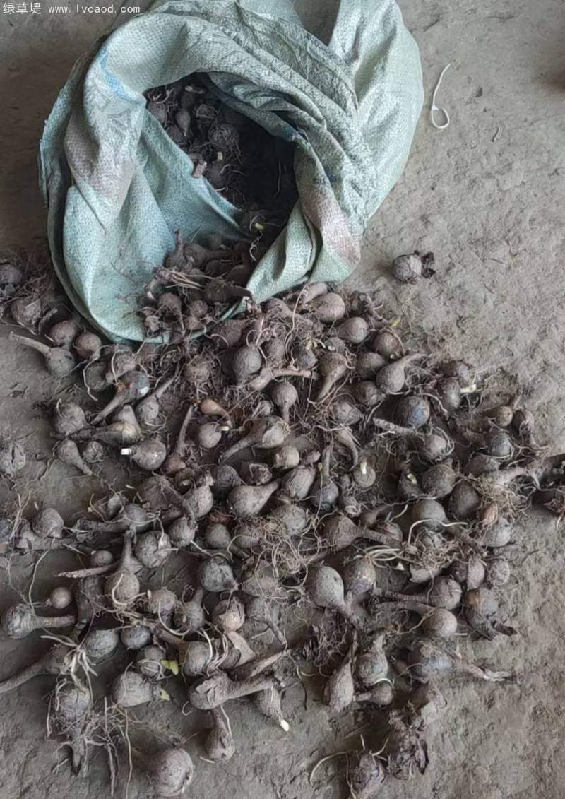 石蒜種球種根種苗 石蒜種球種根種苗