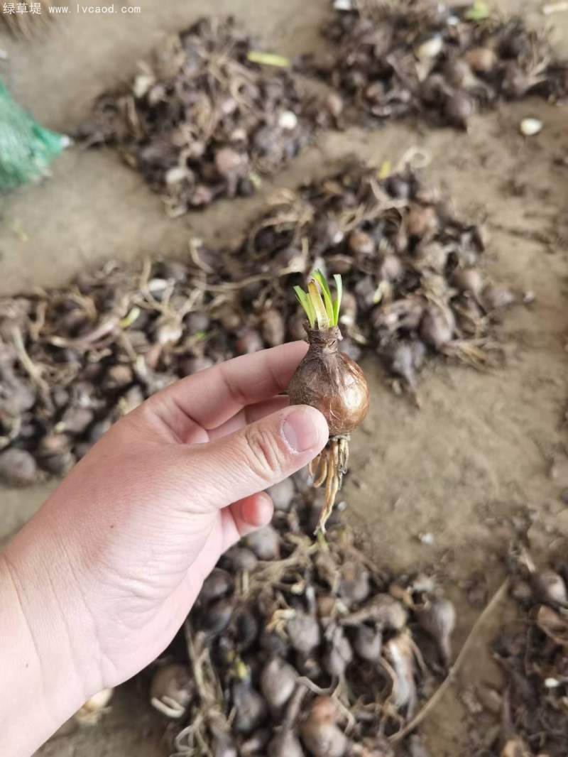 石蒜種球種根種苗 石蒜種球種根種苗