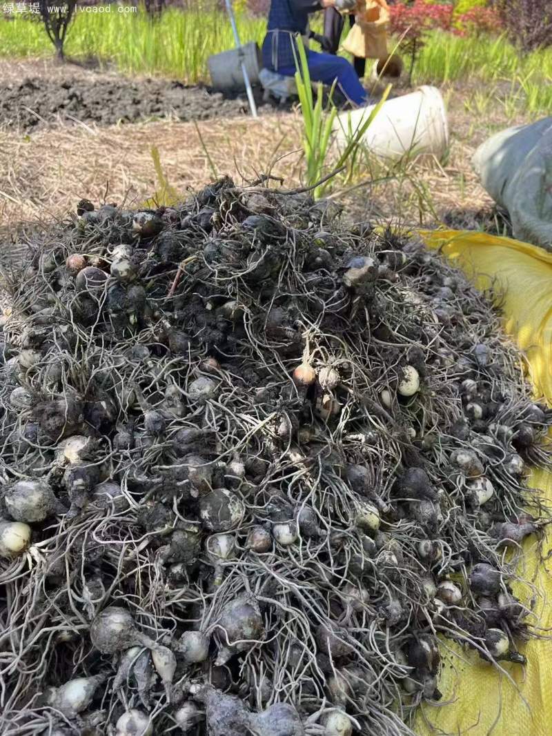 石蒜種球種根種苗 石蒜種球種根種苗