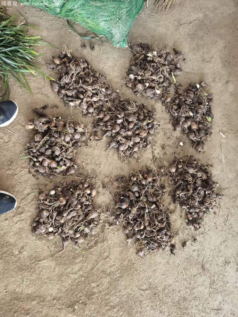 石蒜種球種根種苗 石蒜種球種根種苗