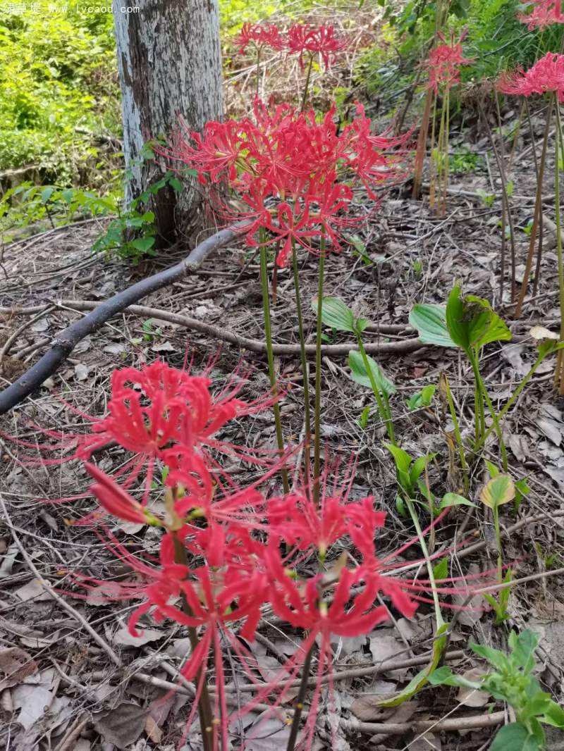石蒜開(kāi)花 石蒜開(kāi)花