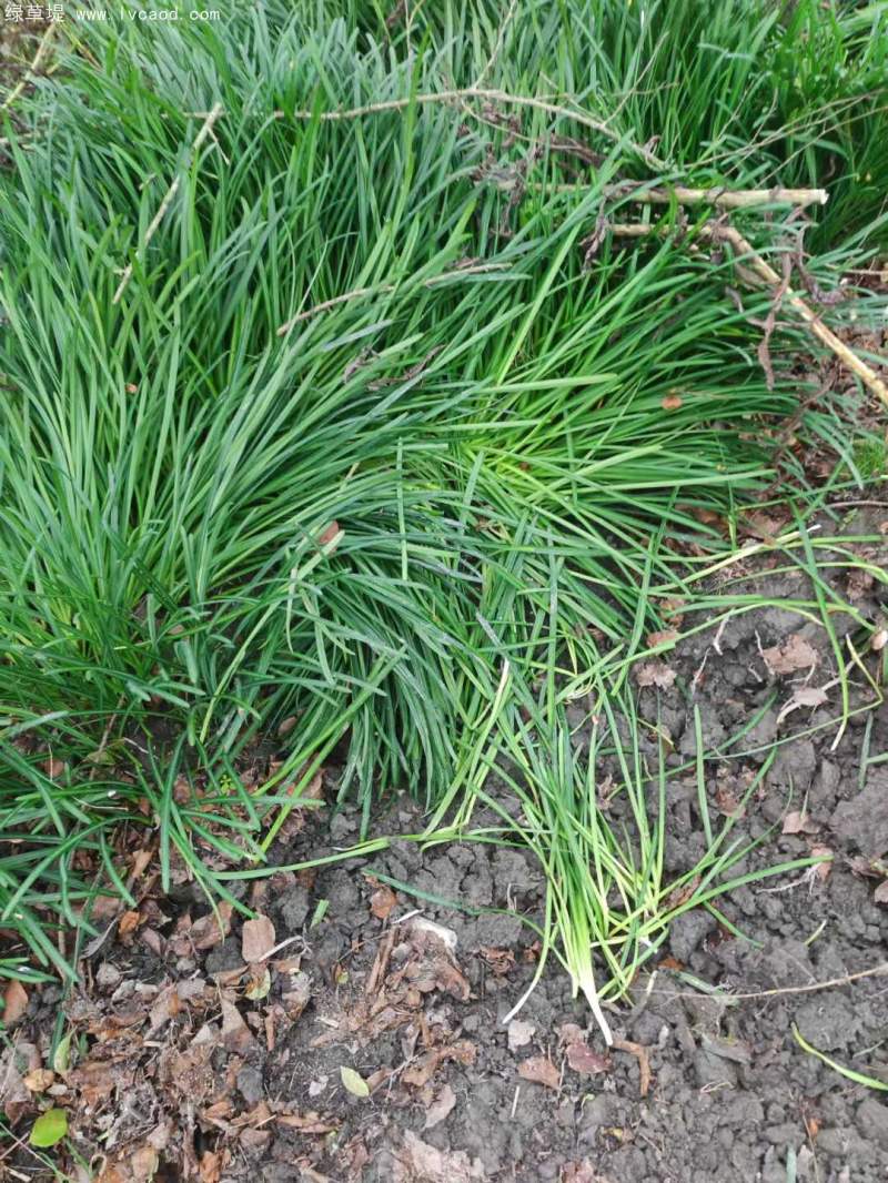 石蒜種苗 石蒜種苗