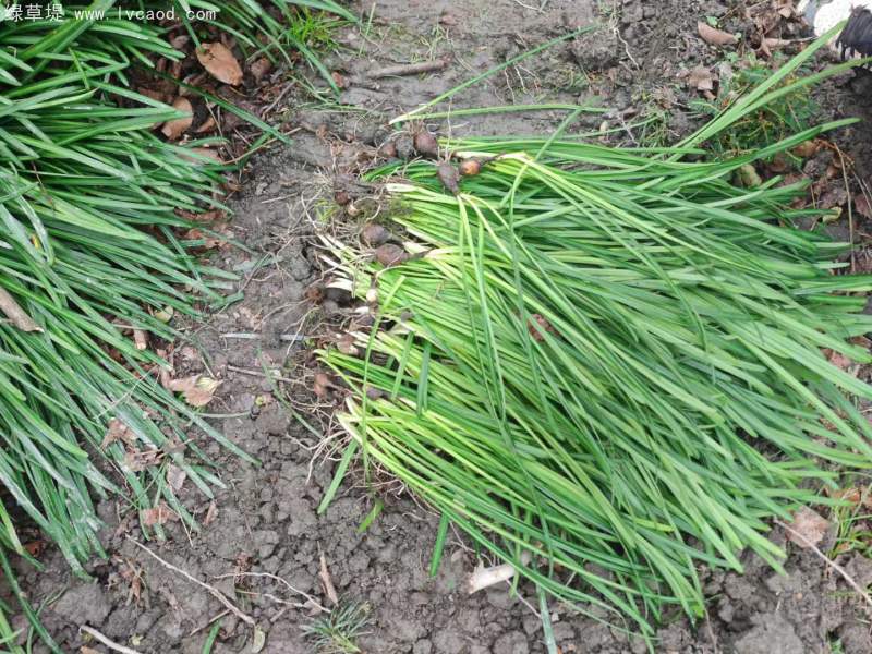 石蒜種苗 石蒜種苗