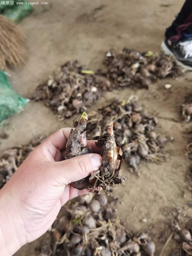 石蒜種球種根種苗 石蒜種球種根種苗