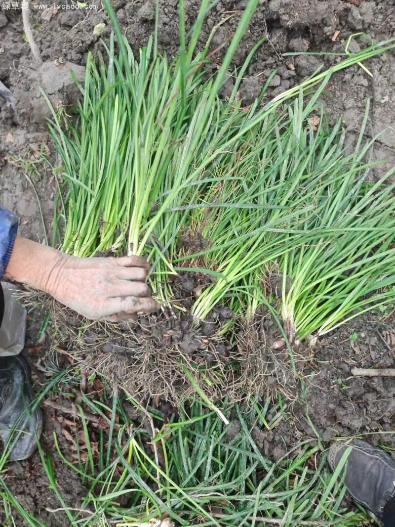 石蒜種苗 石蒜種苗