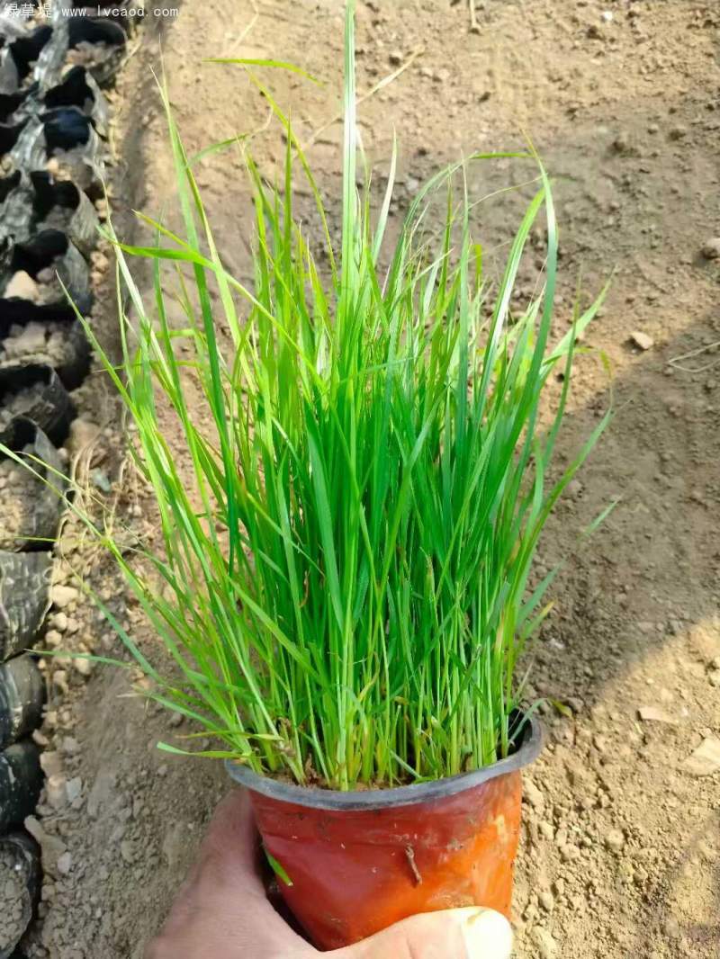 狼尾草盆栽杯苗
