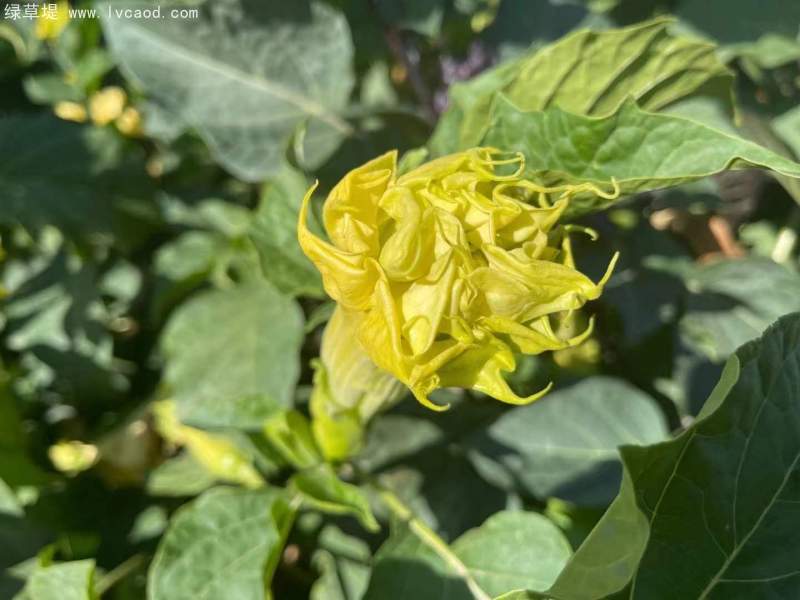 曼陀羅花朵花瓣