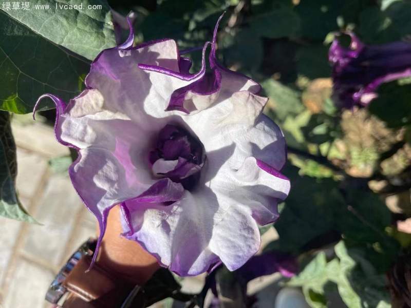 曼陀羅花朵花瓣