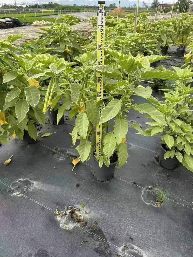 曼陀羅花朵花瓣