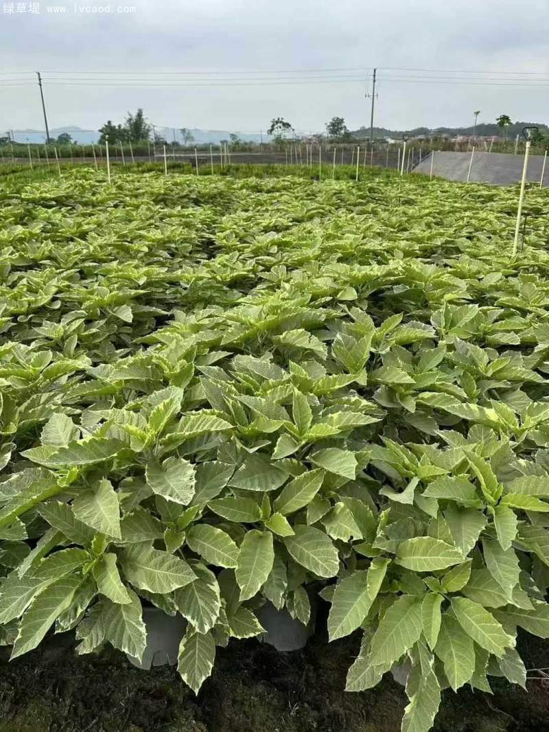 曼陀羅花朵花瓣