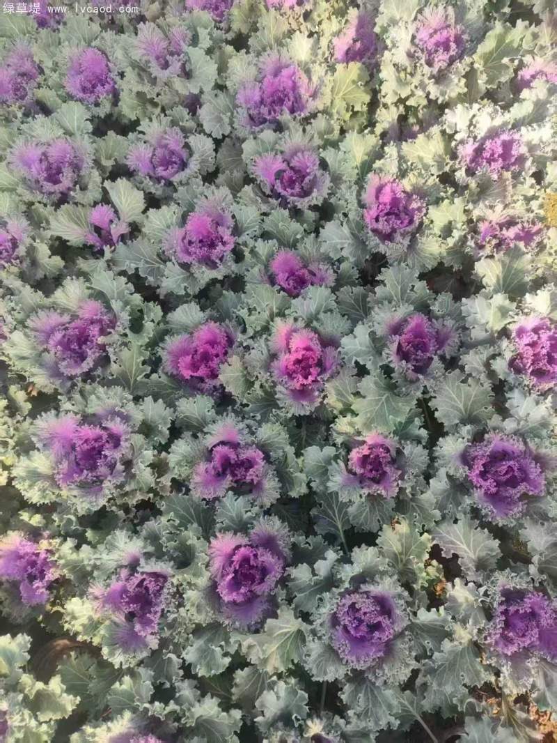 羽衣甘藍(lán)盆栽