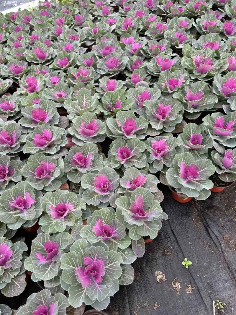 羽衣甘藍(lán)盆栽