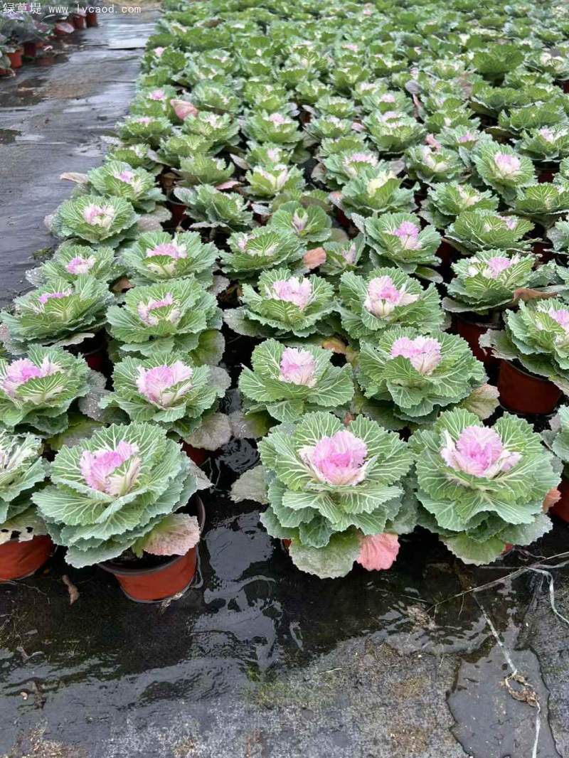 羽衣甘藍(lán)盆栽