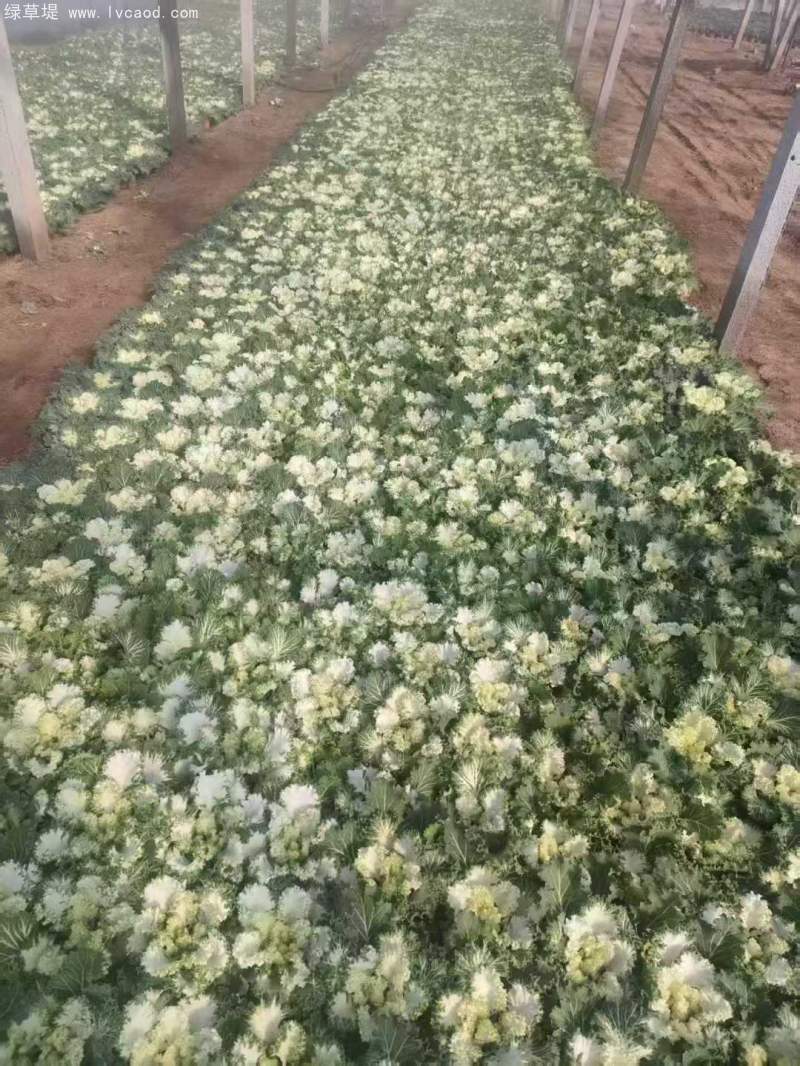 羽衣甘藍(lán)盆栽