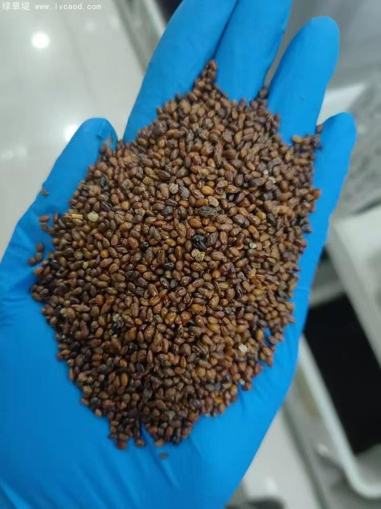 沙棘種子 沙棘種子