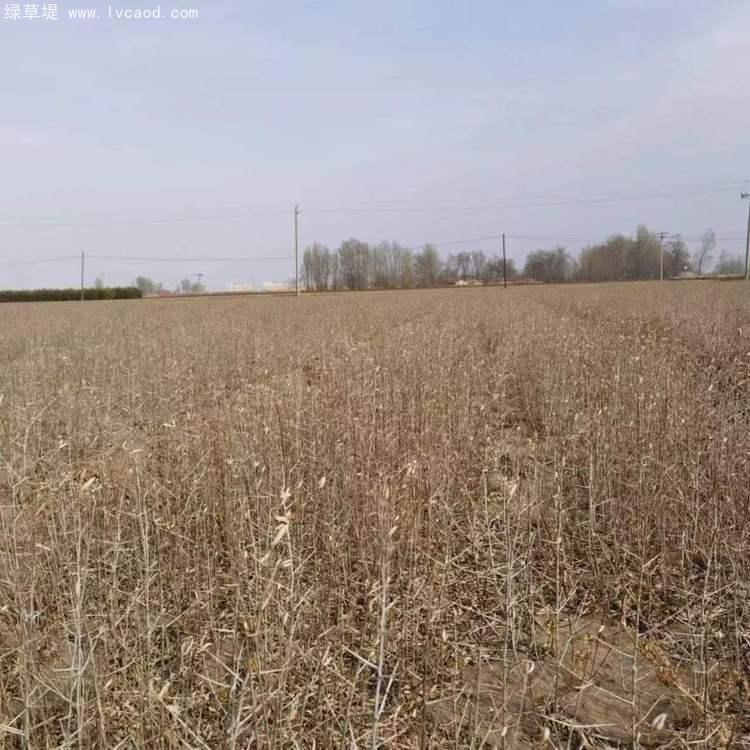 沙棘小苗種植基地 沙棘小苗種植基地