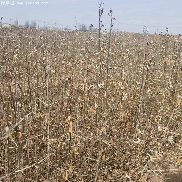 沙棘小苗種植基地 沙棘小苗種植基地